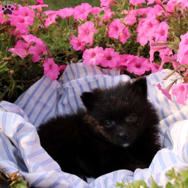 Amy, Pomeranian Puppy